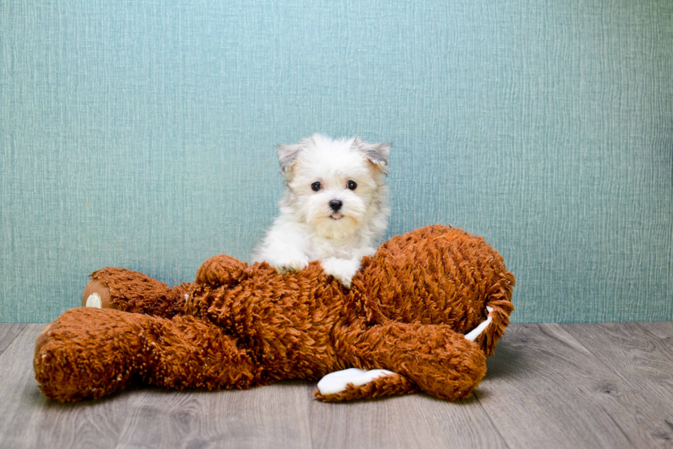 Funny Havanese Purebred Pup