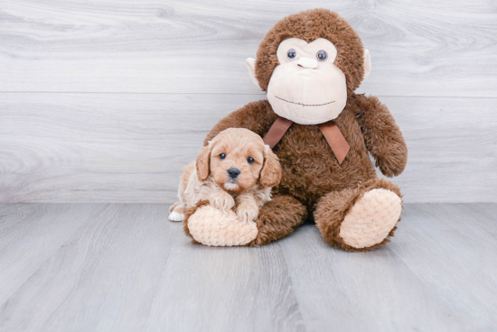 Cavapoo Pup Being Cute