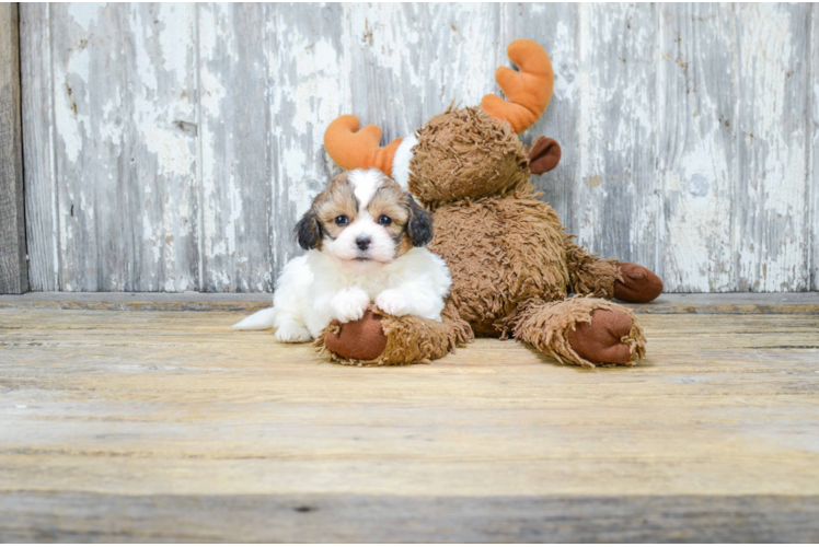 Funny Teddy Bear Designer Pup