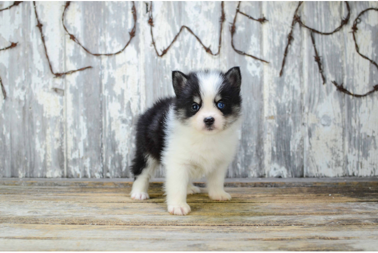 Small Pomsky Baby