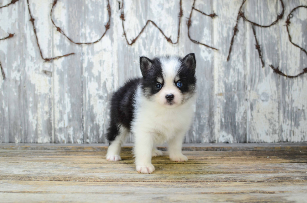 Small Pomsky Baby