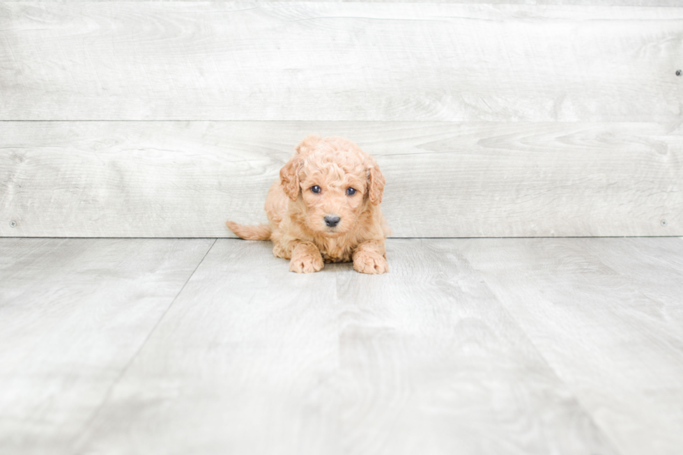 Best Mini Goldendoodle Baby