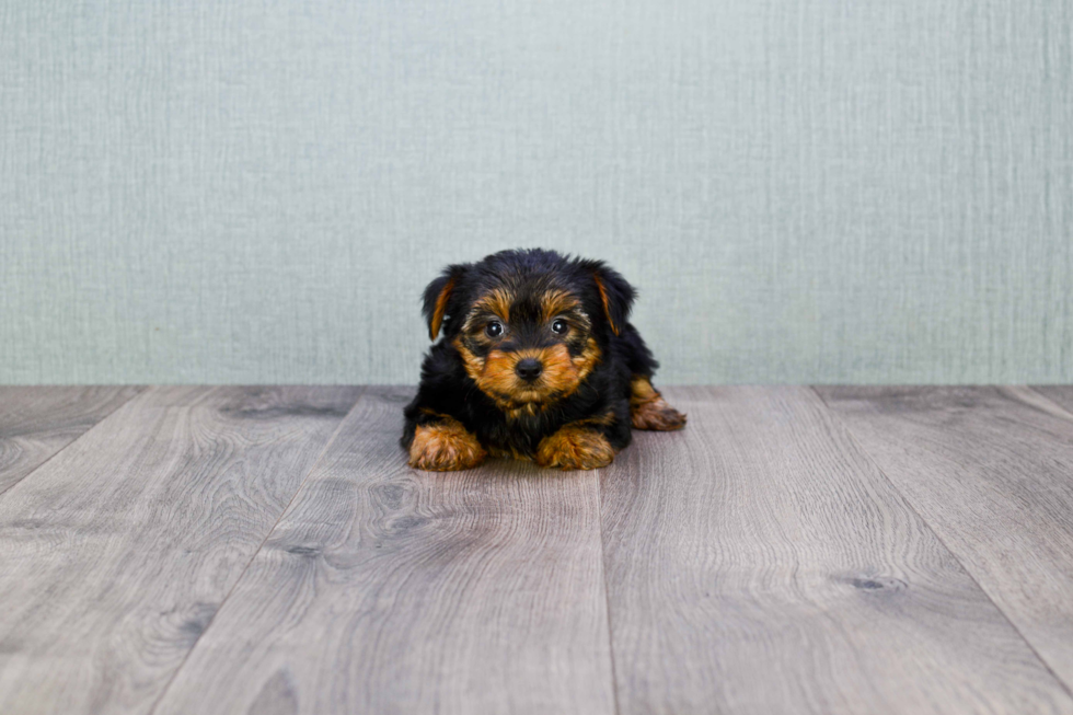 Meet Bella - our Yorkshire Terrier Puppy Photo 