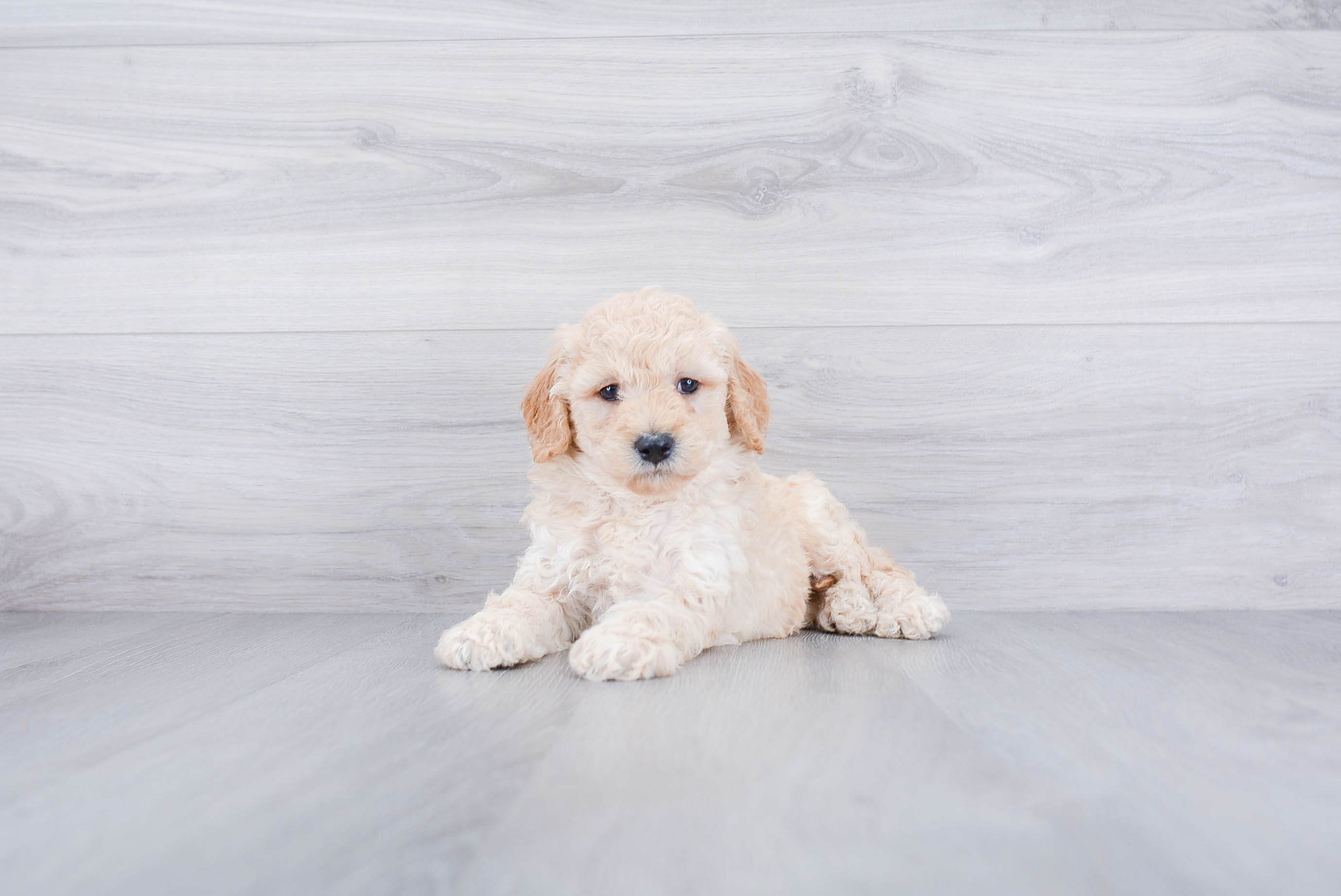 Mini Goldendoodle Pup Being Cute