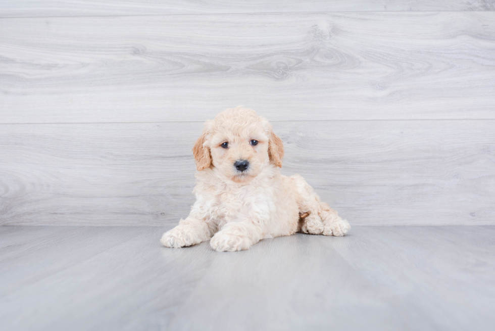 Mini Goldendoodle Pup Being Cute