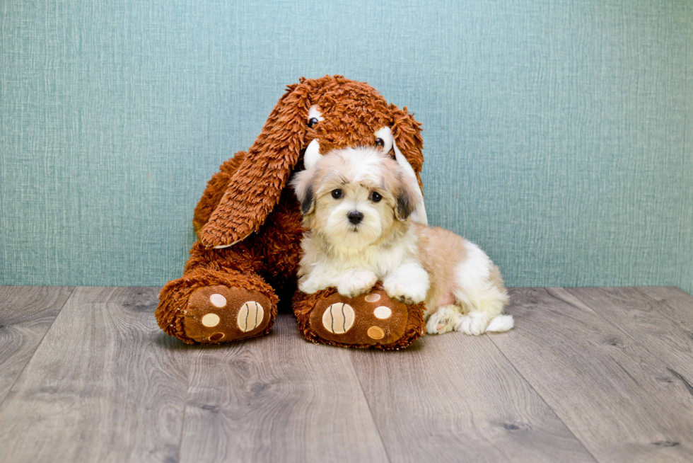 Happy Teddy Bear Baby