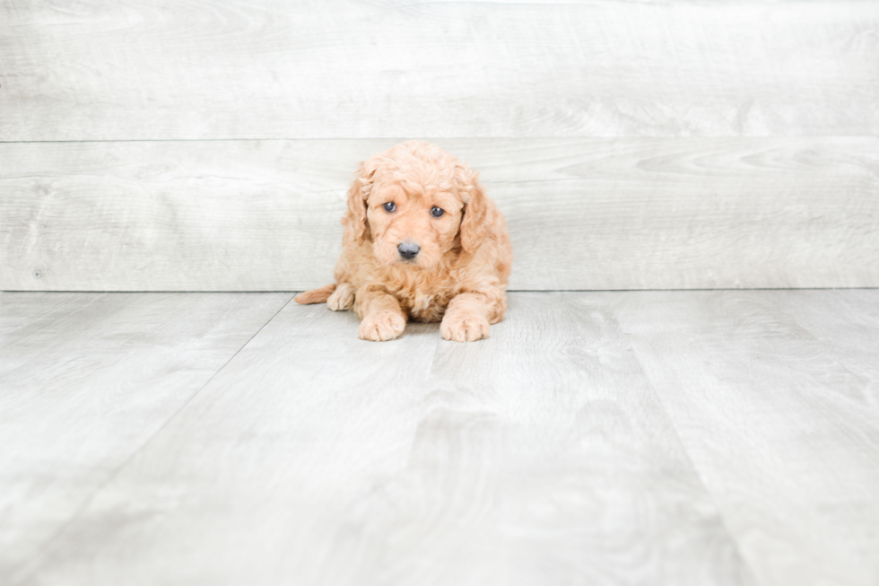 Smart Mini Goldendoodle Poodle Mix Pup