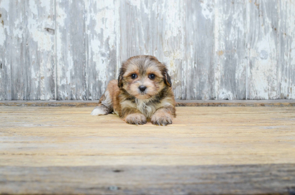 Morkie Puppy for Adoption