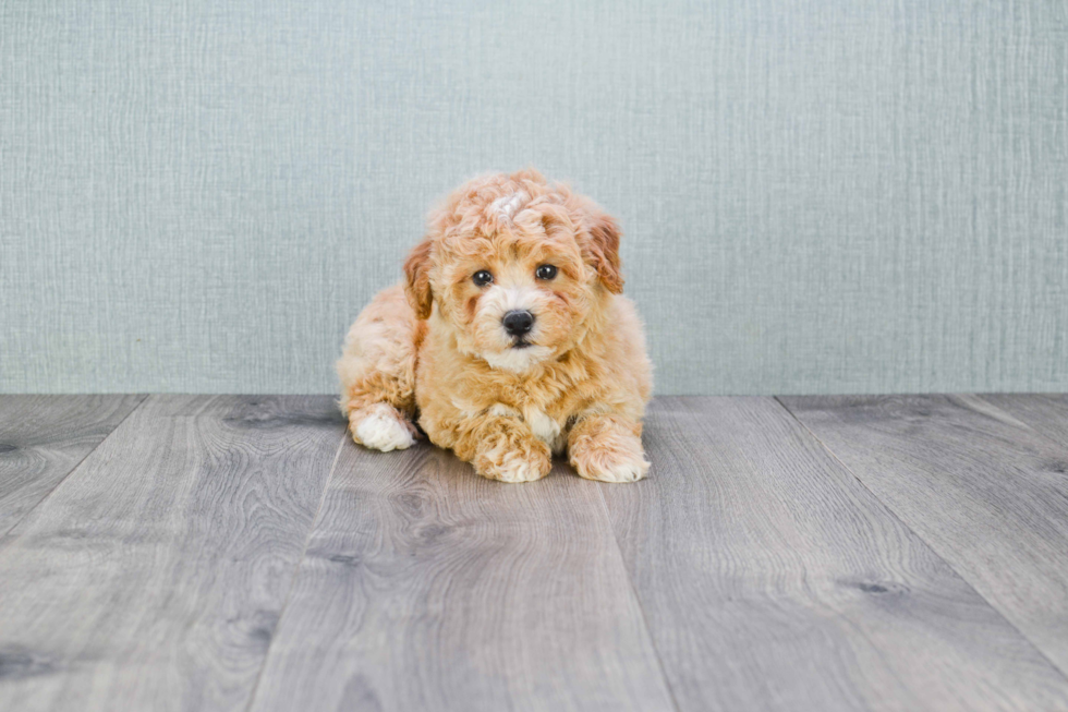 Smart Maltipoo Poodle Mix Pup