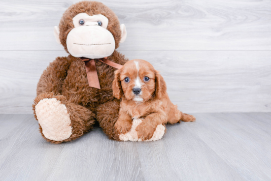 Energetic Cavalier King Charles Spaniel Purebred Puppy