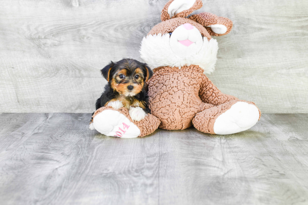 Meet Beyonce - our Yorkshire Terrier Puppy Photo 