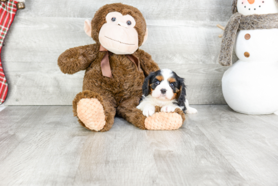 Small Cavalier King Charles Spaniel Purebred Pup