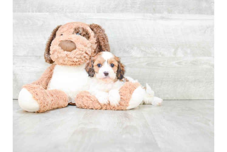 Hypoallergenic Cavoodle Poodle Mix Puppy