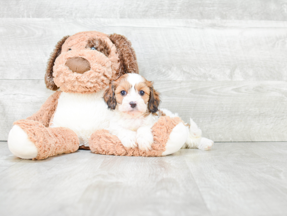 Hypoallergenic Cavoodle Poodle Mix Puppy