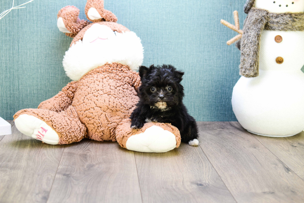 Small Morkie Baby