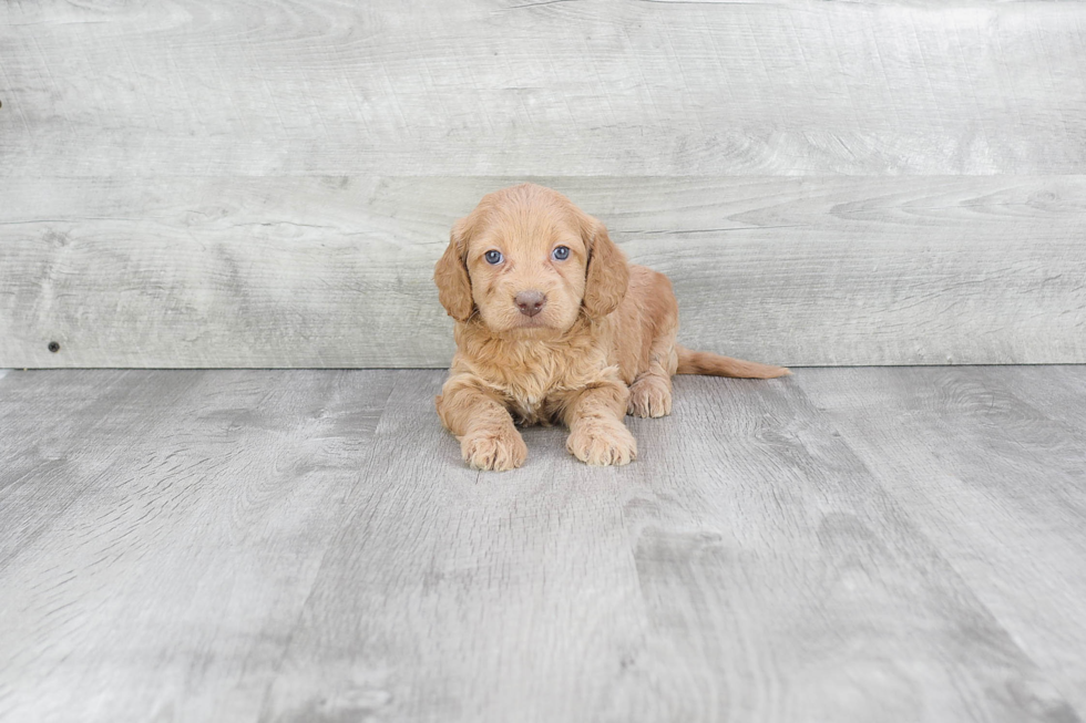 Energetic Golden Retriever Poodle Mix Puppy