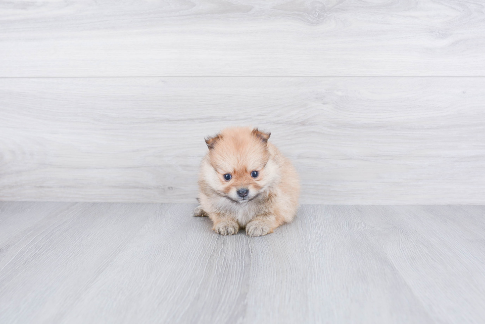 Pomeranian Puppy for Adoption