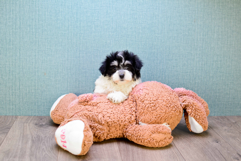 Meet Rose - our Havanese Puppy Photo 