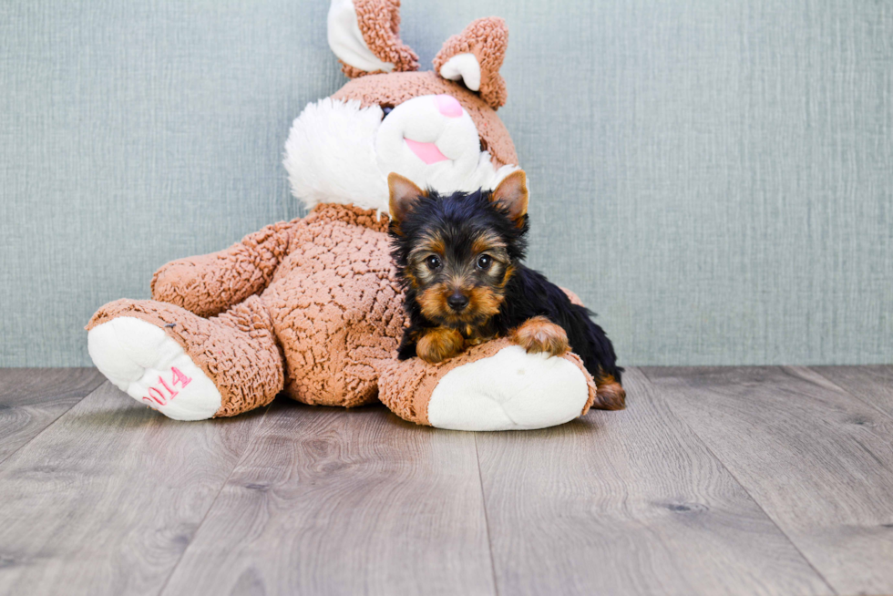 Meet Izzie - our Yorkshire Terrier Puppy Photo 