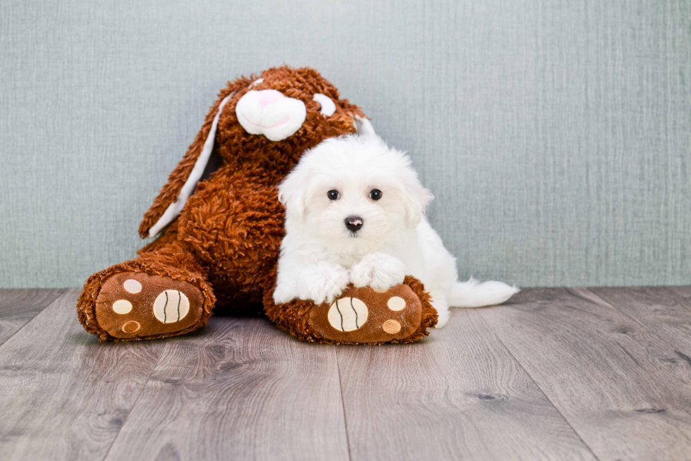 Maltese Puppy for Adoption