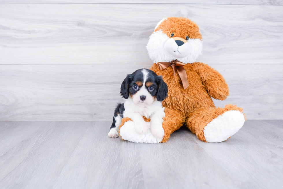 Small Cavalier King Charles Spaniel Baby