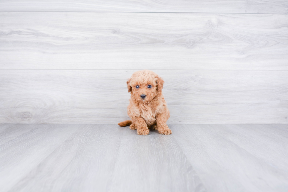 Mini Goldendoodle Pup Being Cute