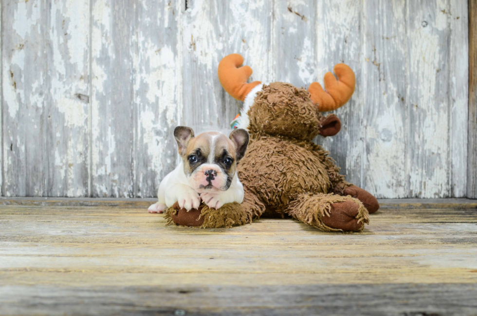 Popular French Bulldog Baby