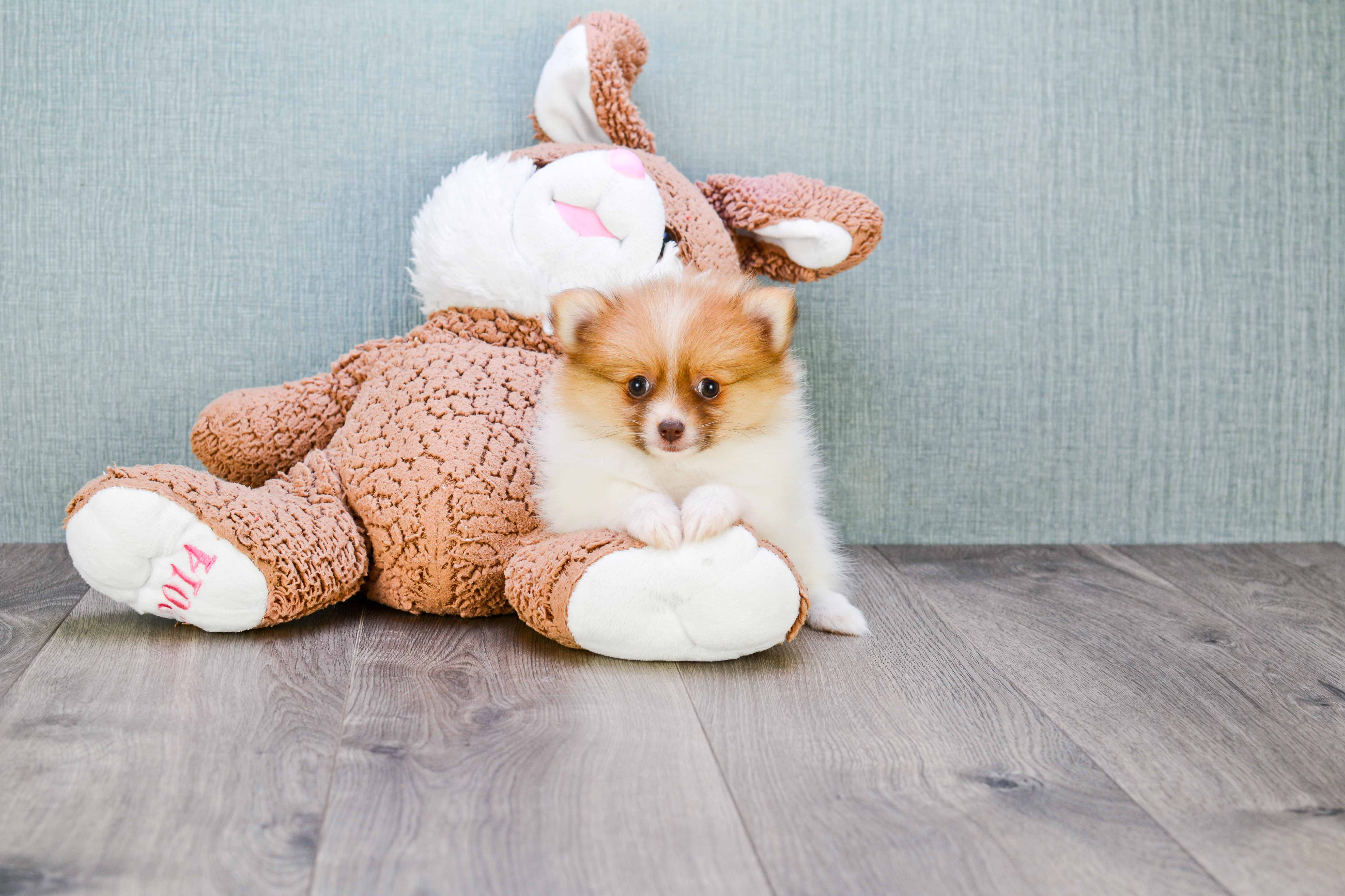 Pomeranian Puppy for Adoption