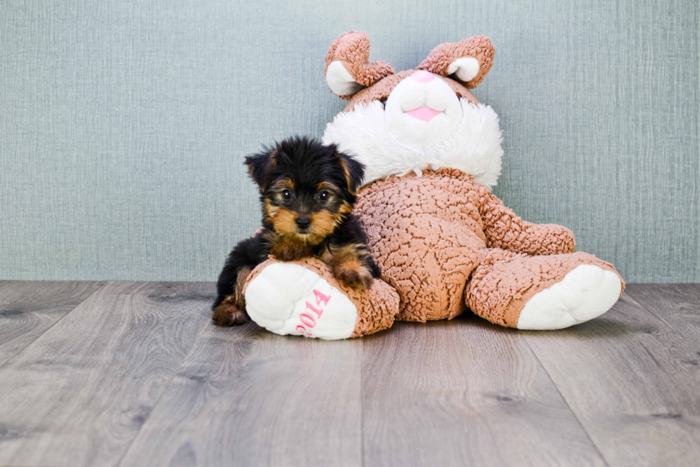 Meet Timmy - our Yorkshire Terrier Puppy Photo 