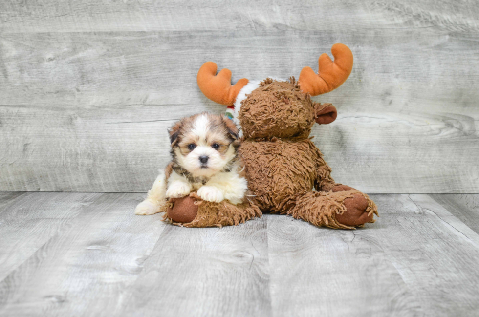 Teddy Bear Pup Being Cute