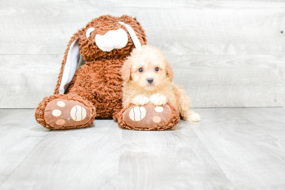 Cute Maltipoo Baby