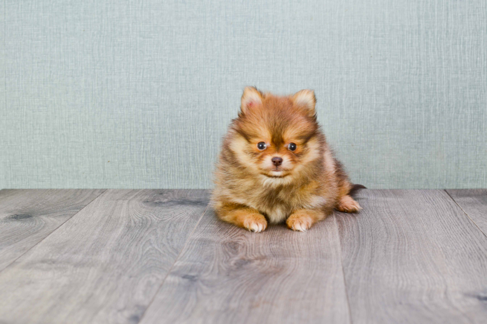 Pomeranian Pup Being Cute