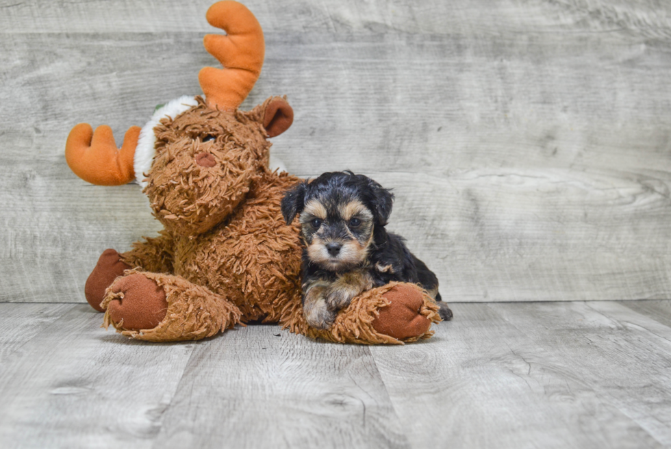 Morkie Pup Being Cute