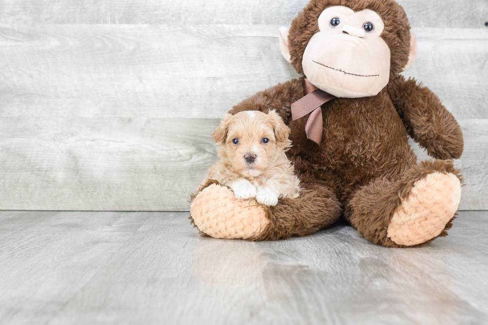 Maltipoo Pup Being Cute