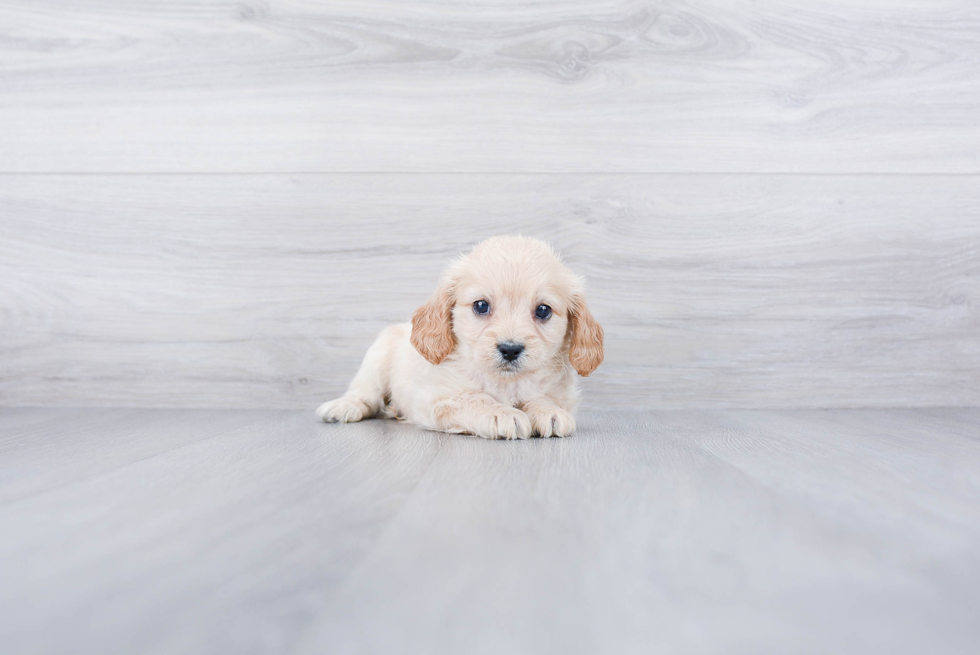 Fluffy Cavachon Designer Pup