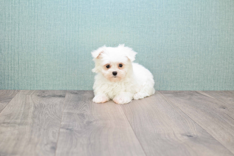 Maltese Pup Being Cute