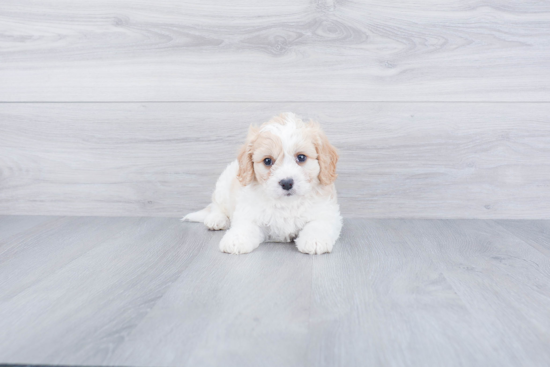 Playful Cavalier Designer Puppy