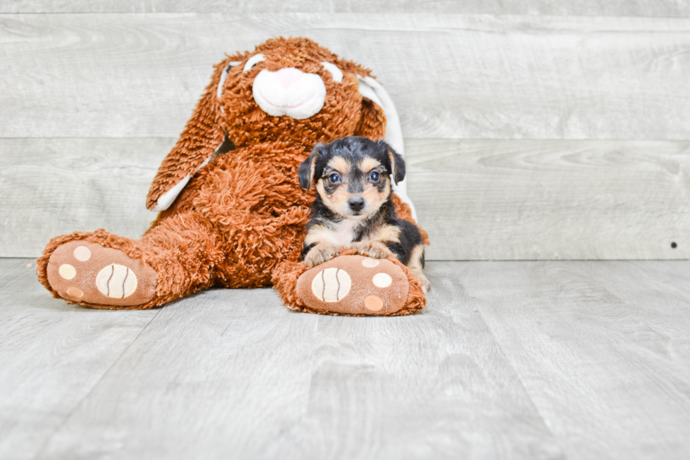 Best Morkie Baby