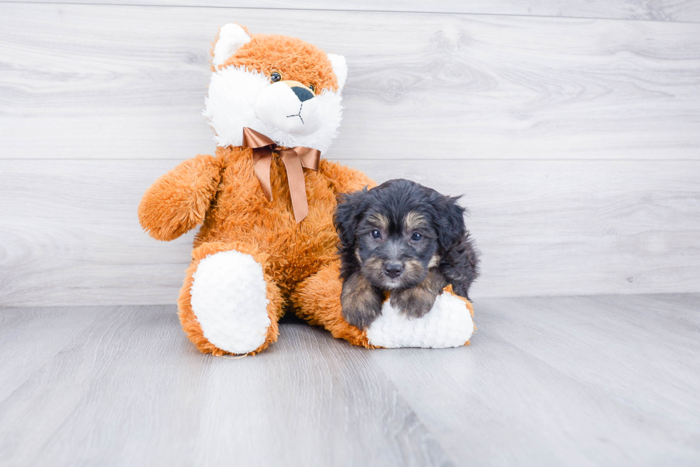 Petite Mini Aussiedoodle Poodle Mix Pup