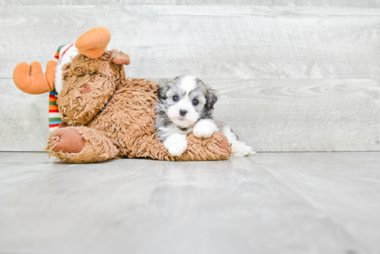 Havanese Pup Being Cute