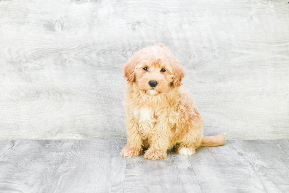 Mini Goldendoodle Puppy for Adoption