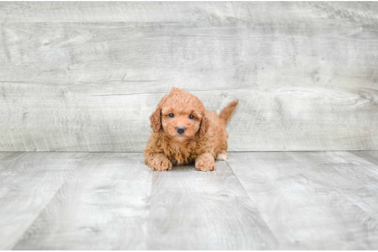 Mini Goldendoodle Puppy for Adoption