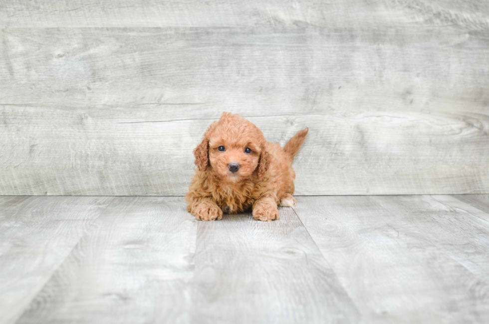 Mini Goldendoodle Puppy for Adoption