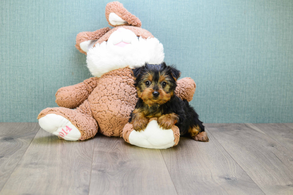 Meet Jeremy - our Yorkshire Terrier Puppy Photo 