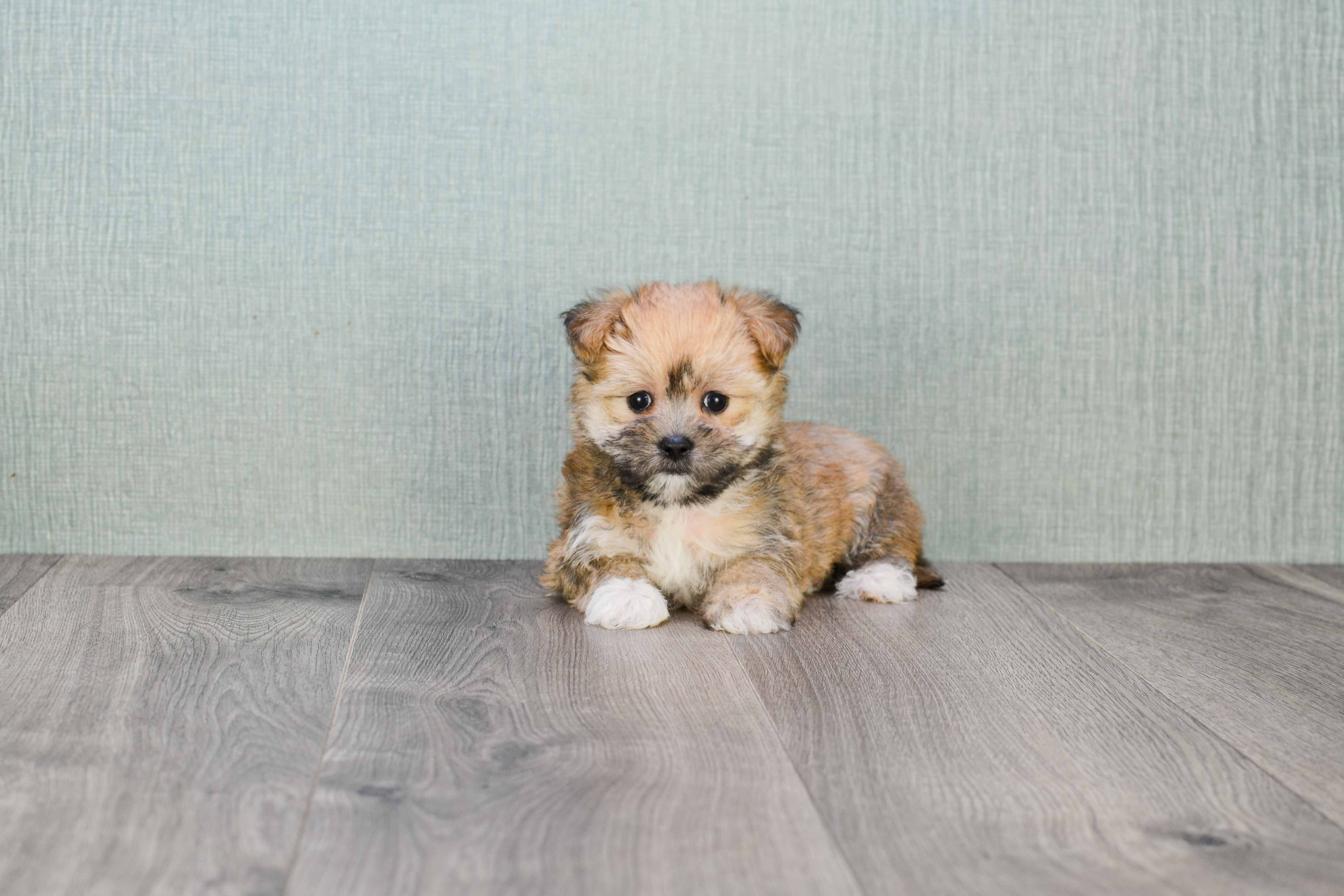 Best Morkie Baby