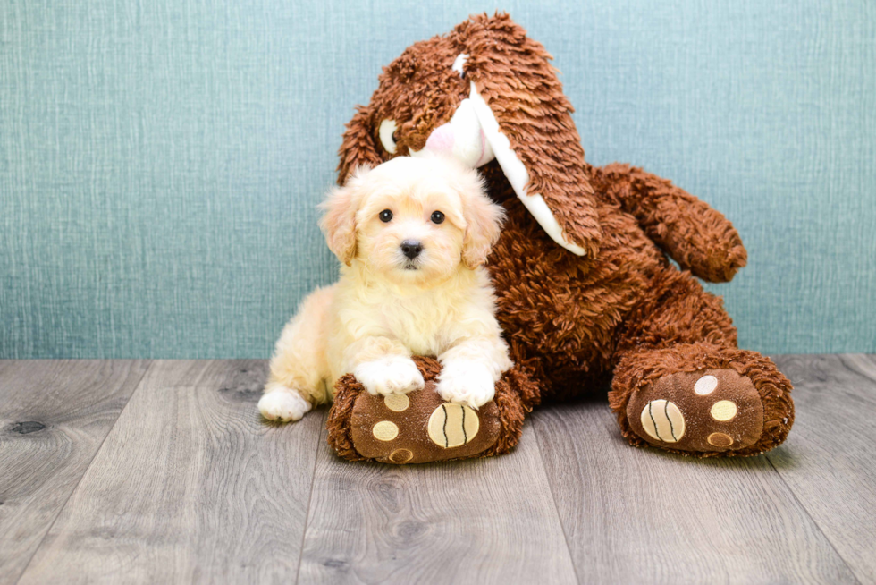 Adorable Maltepoo Poodle Mix Puppy