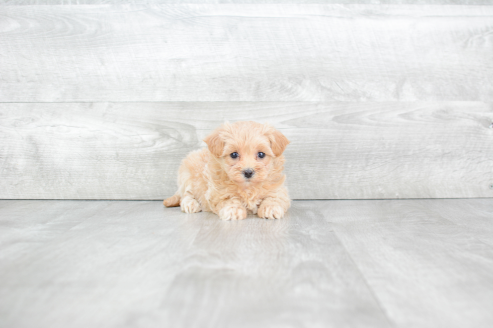 Friendly Maltipoo Baby