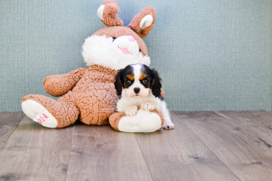 Little Cavalier King Charles Spaniel Baby