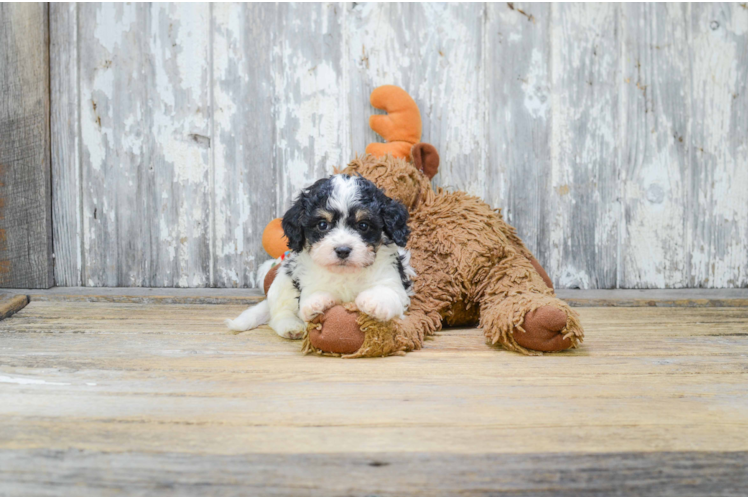 Best Cavachon Baby