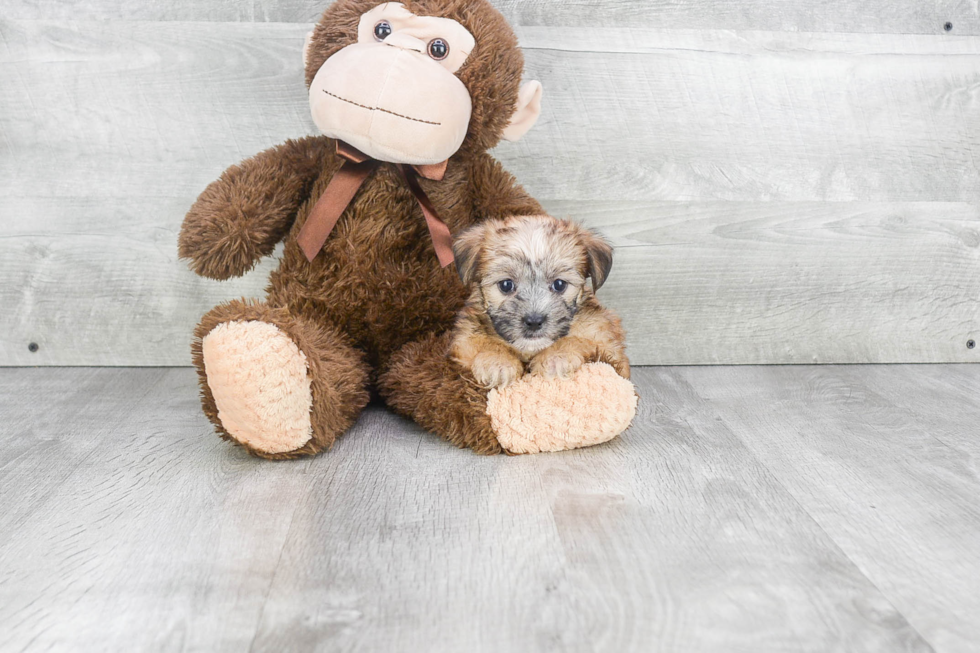 Adorable Yorkie Designer Puppy